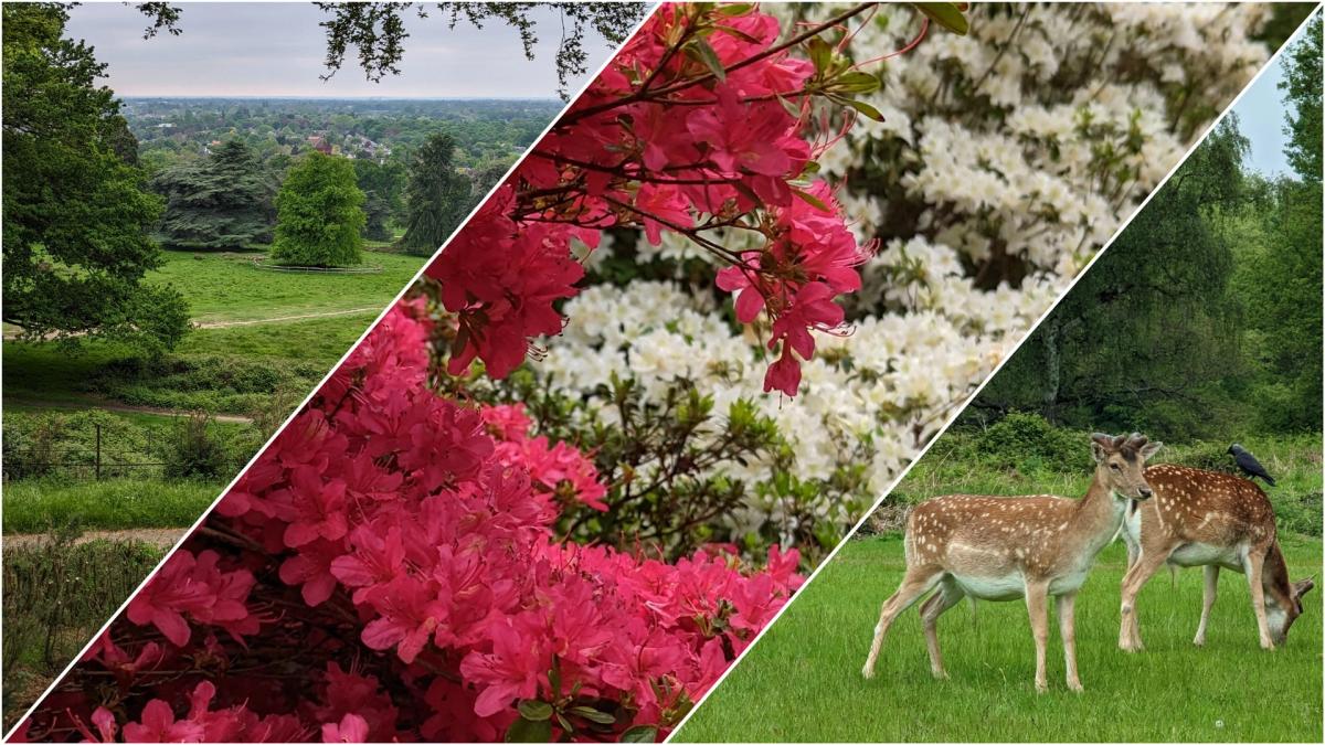 🟢🌺🚶♀️ Walk: Richmond Park 🌸 Isabella plantation blossom special 🌺🌼🌷