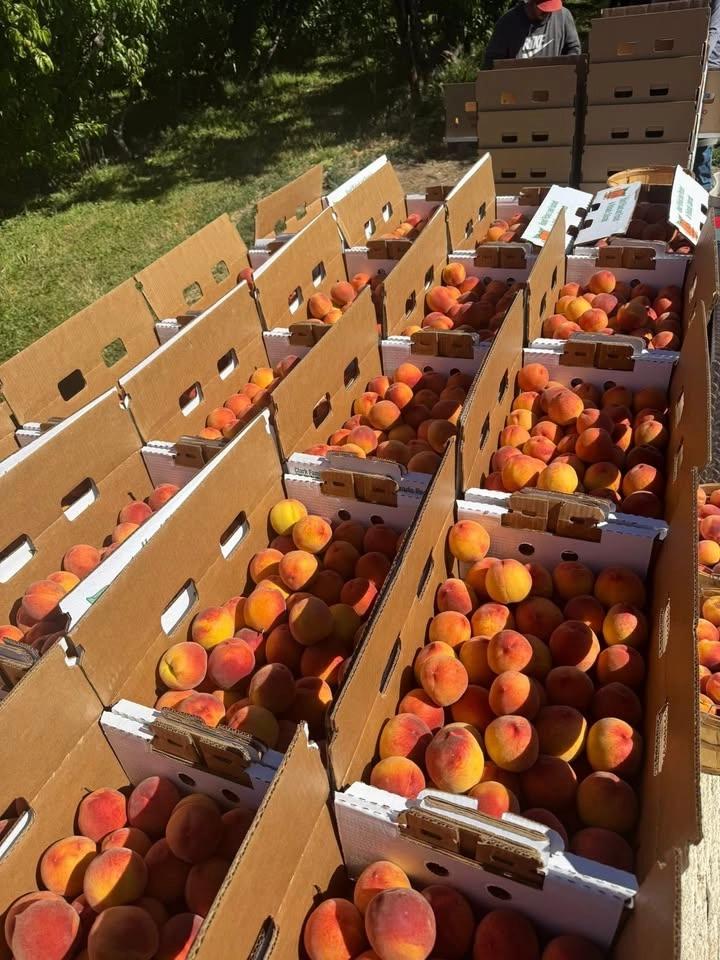 Denton TX 🍑COLORADO PALISADE PEACHES Truckload Sale🍑