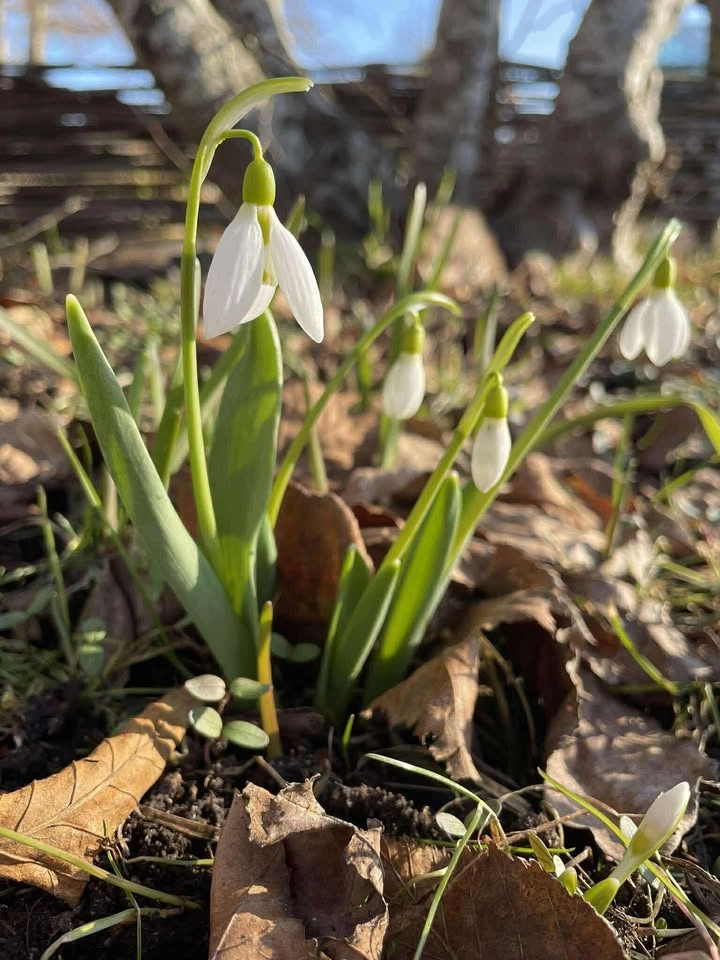 Plant- & trädgårdsmarknad i Skogstibble