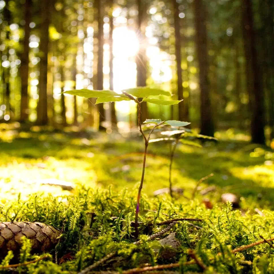 Bruka utan att förbruka - vad gör vi med skogen?