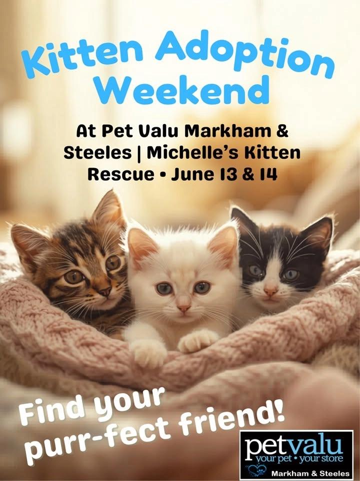 Adoption Event with Michelle's Kitten Rescue