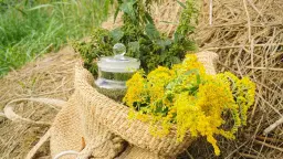 Utterslev mose: Urtevandringer og sanketure