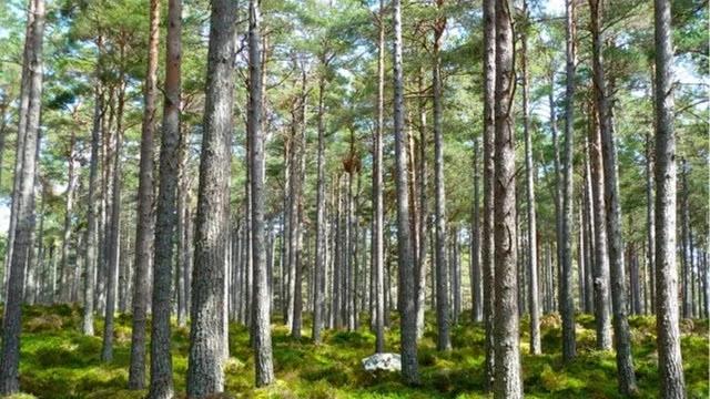 🏕️ Wild Camping in Risveden (22km)