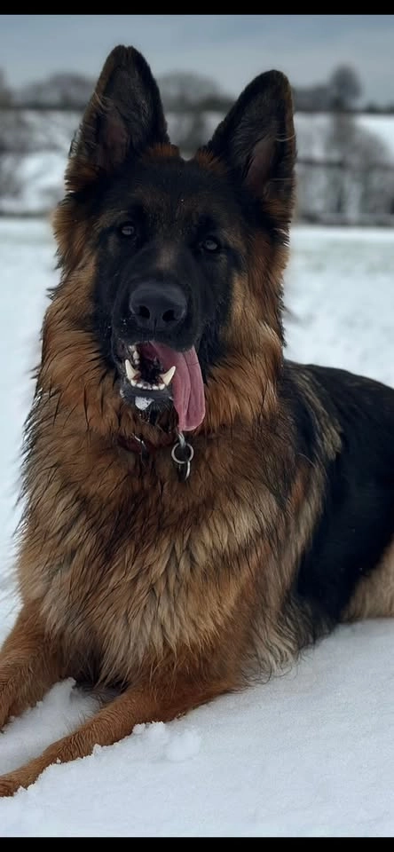 Fun Dog Show