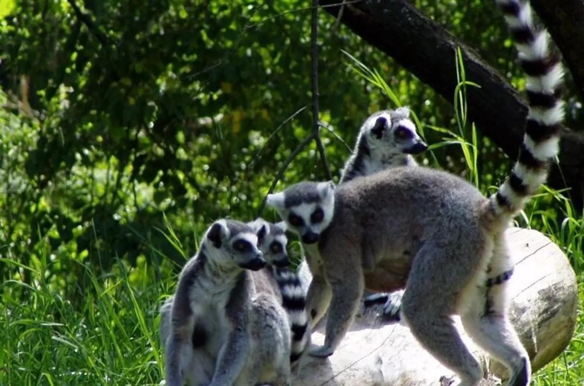 Za vysvědčení do Zoo Jihlava 2026