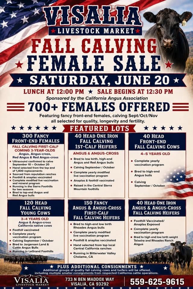 Fall Calving Female Sale