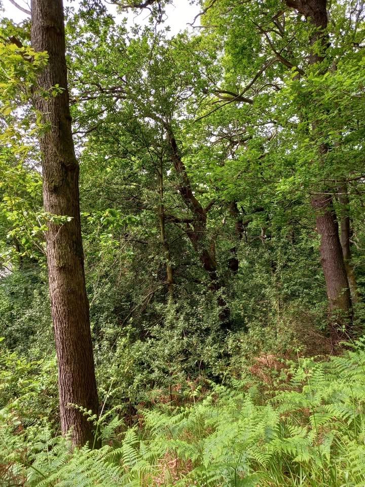 Elgin Oakwood BioBlitz