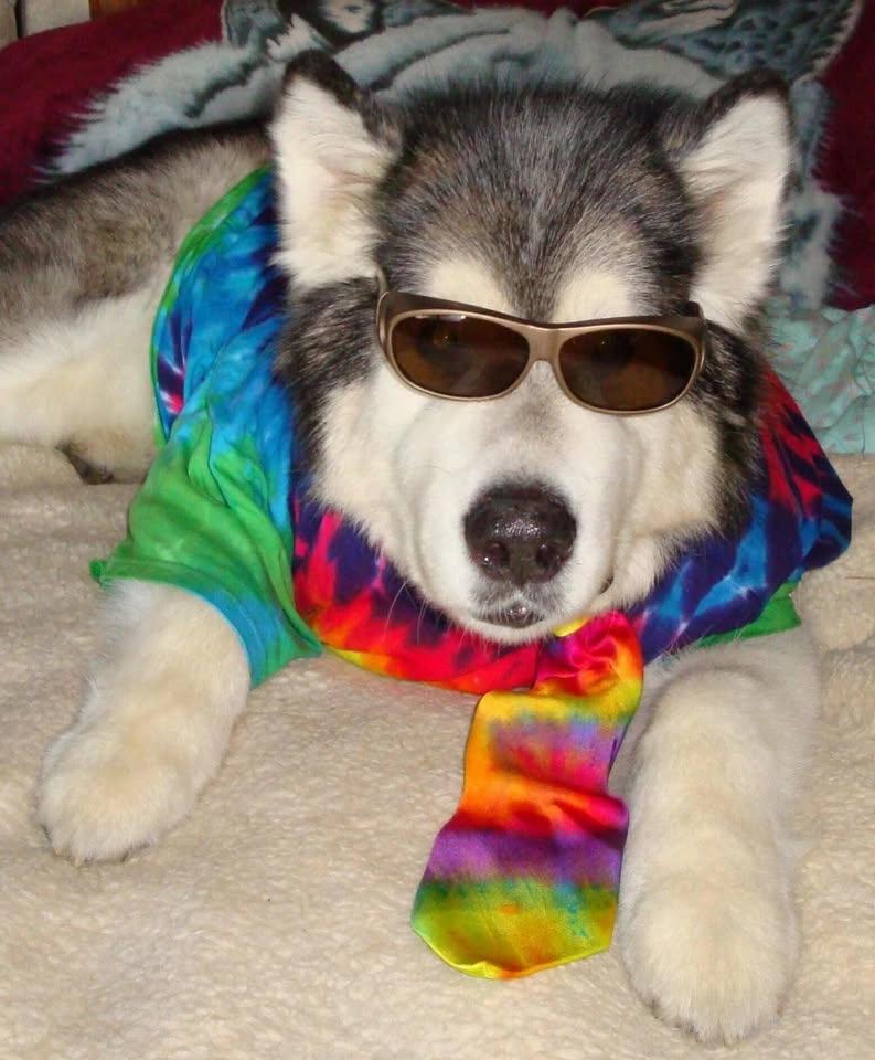 2026 Woofstock Dog Show
