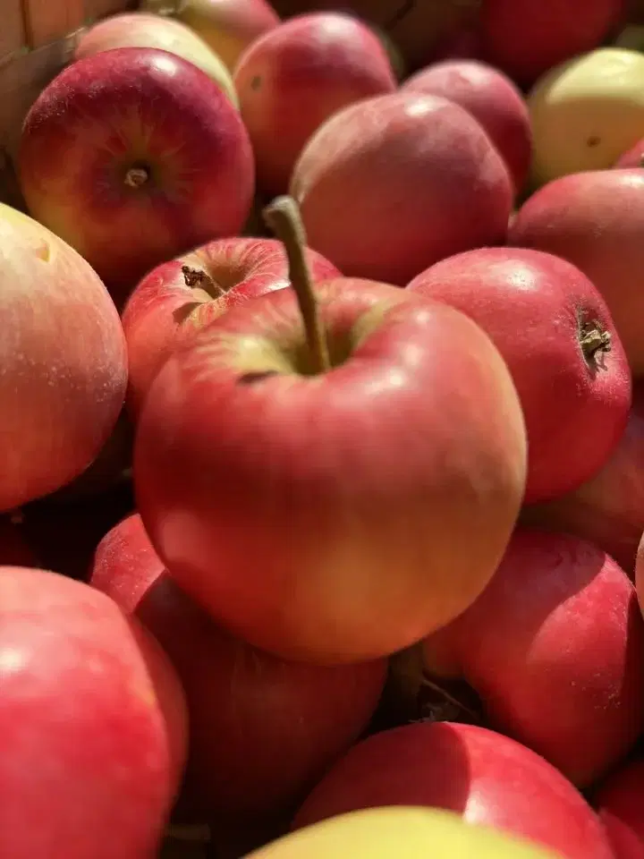 Ympa äppelträd PROVA PÅ