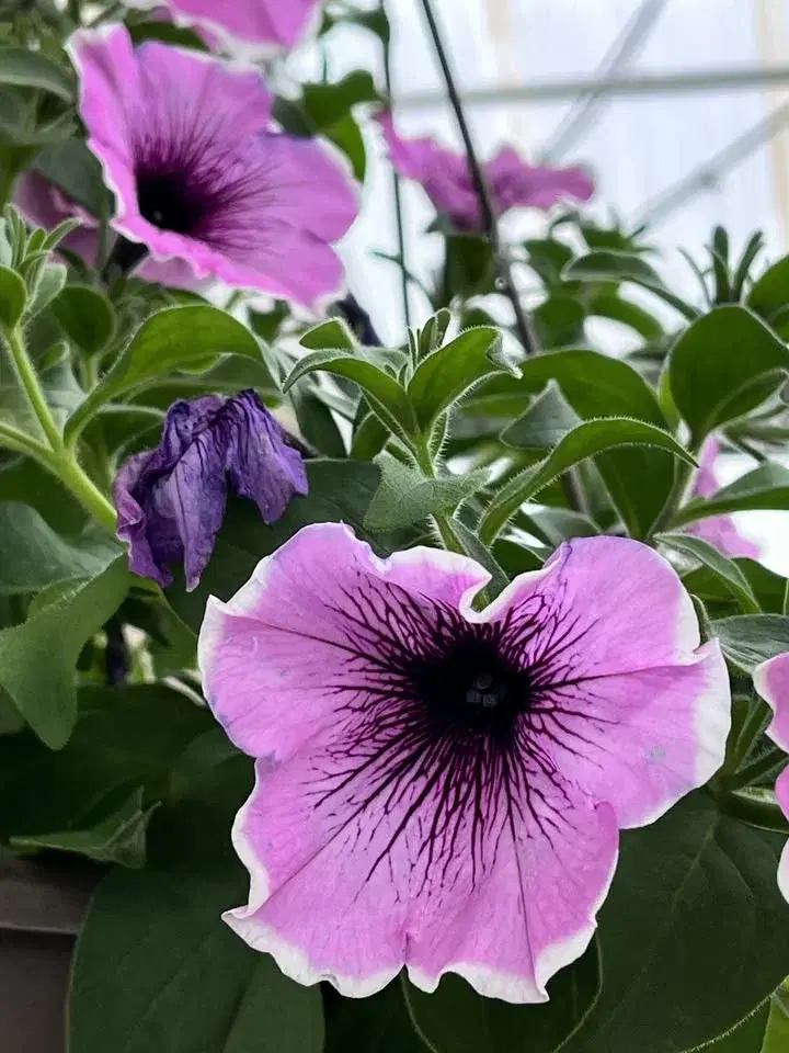 Moses Lake FFA Plant Sale