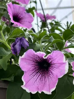 Moses Lake FFA Plant Sale