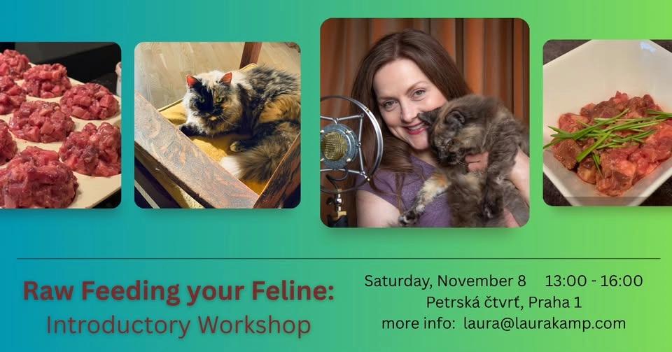 Raw Feeding your Feline: How to get started with a homemade balanced raw diet for your cat