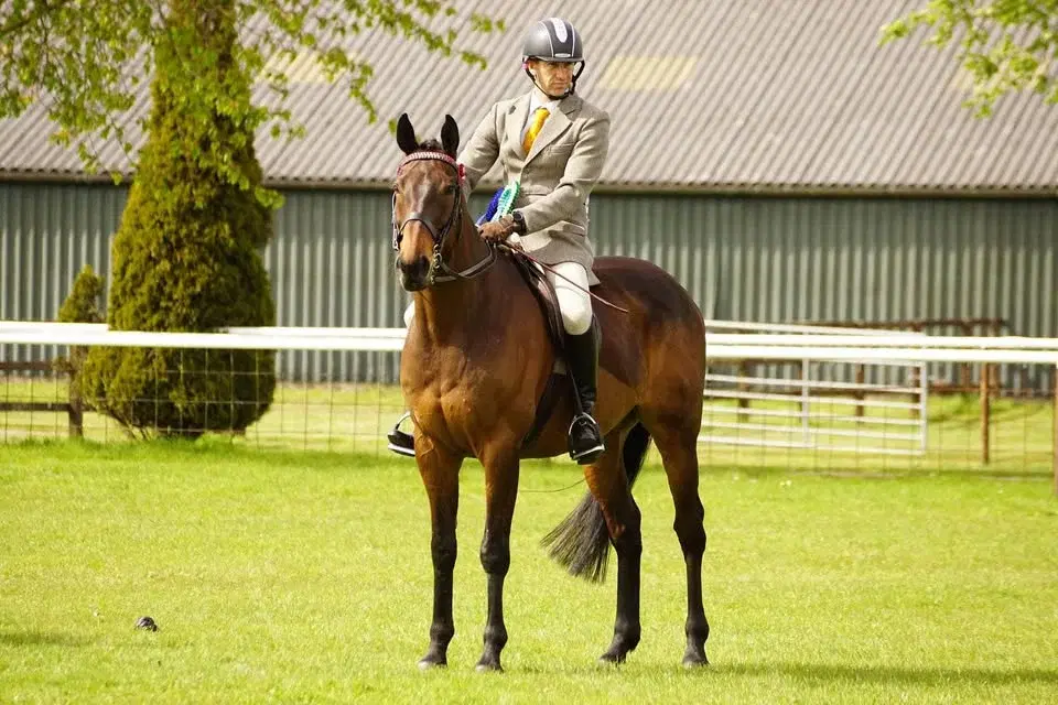 Norton District Riding Club Show with ,STARS, RoR ,EQUIFEST ,ESUK QUALIFIERS