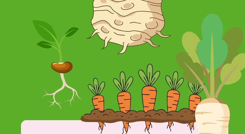 Odla! Var med från frö till skörd med studio re . al