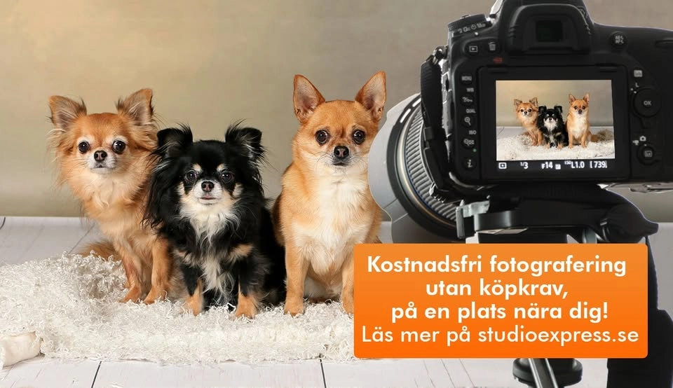 Arken Zoo Stockholm Vinsta - Kostnadsfri djur-, barn- och familjefotografering