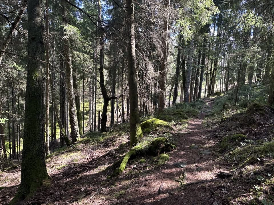 Göra fint på Risvedens vandringsled