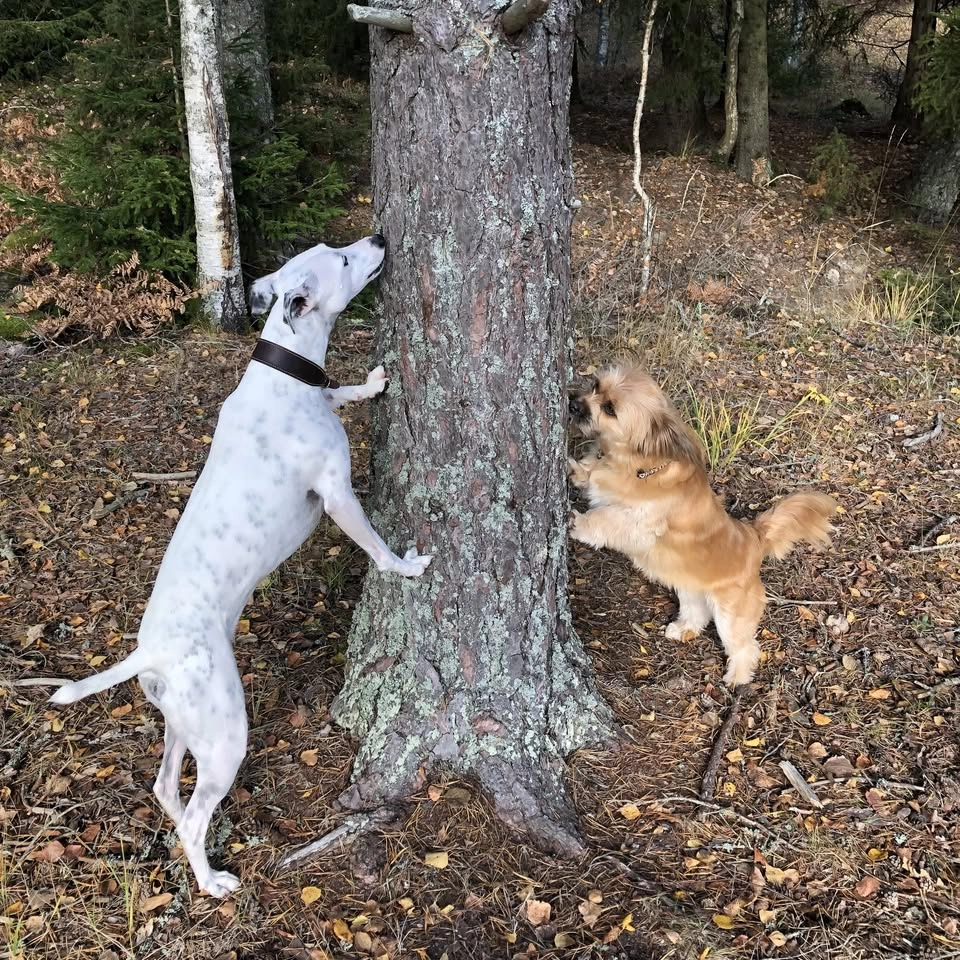 Nose Work träningsgrupp - kvällstid 🏙️