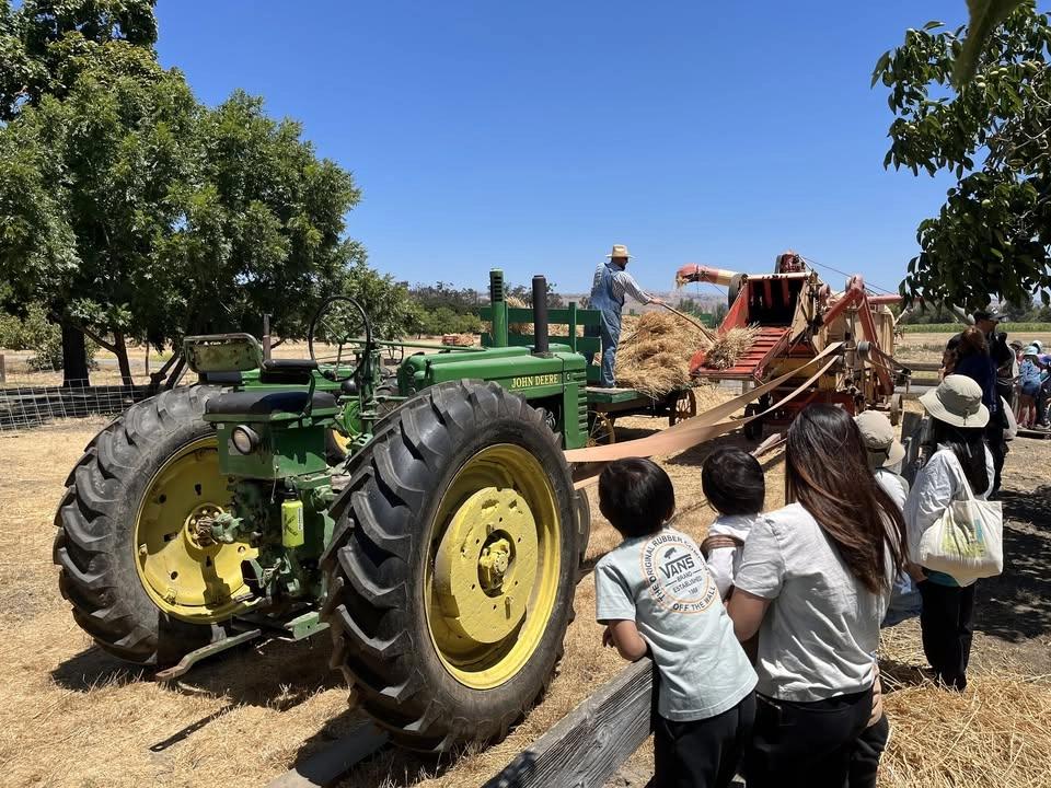 Wheat Harvest