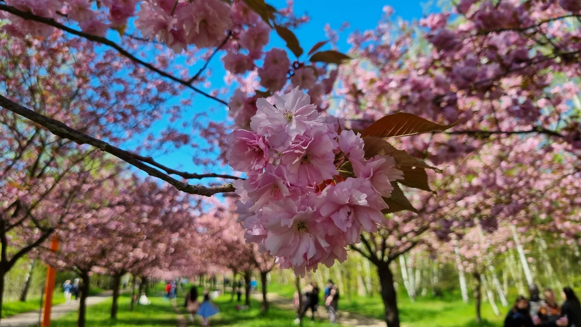 🌸cherry blossom festival@Gärten der Welt🌸「世界の庭園」の桜祭り🌸