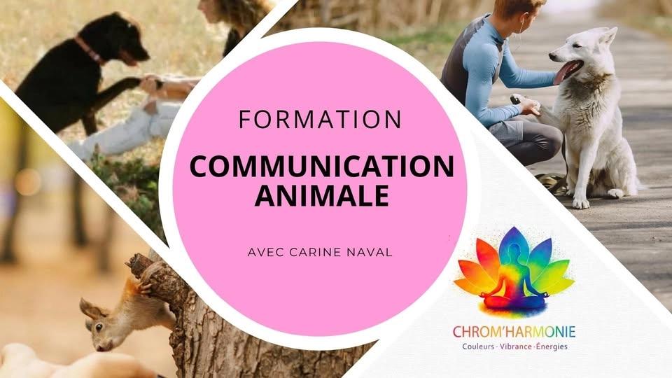 Formation en Communication Animale à Soumagne.