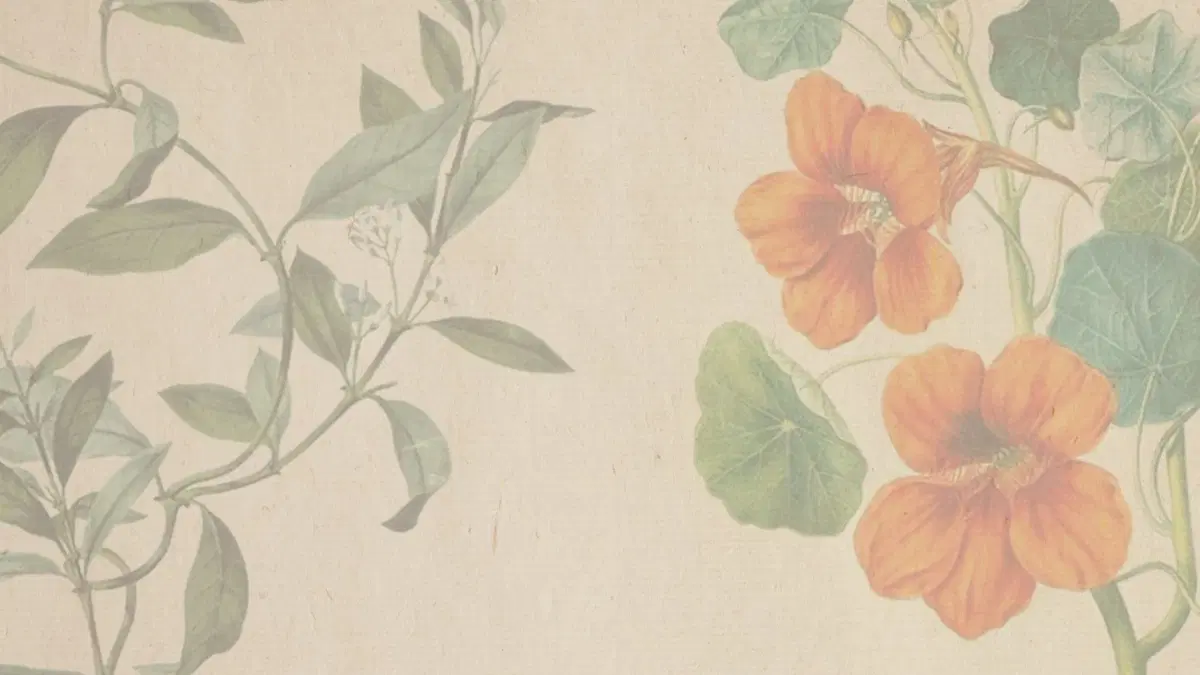 Studentbalen 5/6 - Teknis