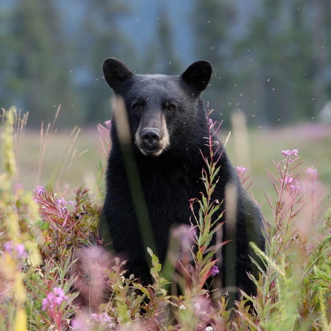 Spring Bear Update 2026