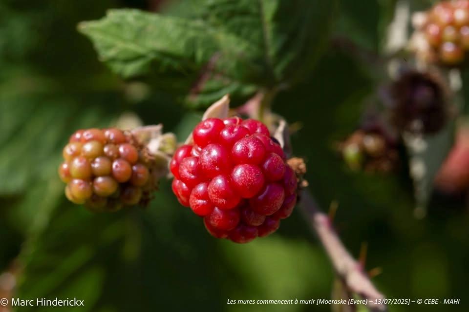 Moeraske : Visite guidée – Promenade de découverte du site avec focus sur les fleurs & fruits