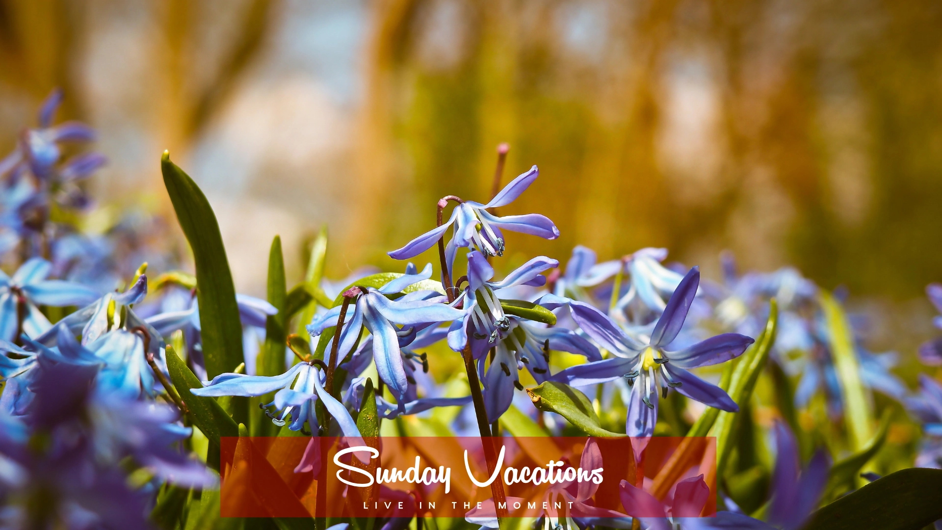 🌸 Hallerbos Bluebell Walk – The Magic Forest Experience