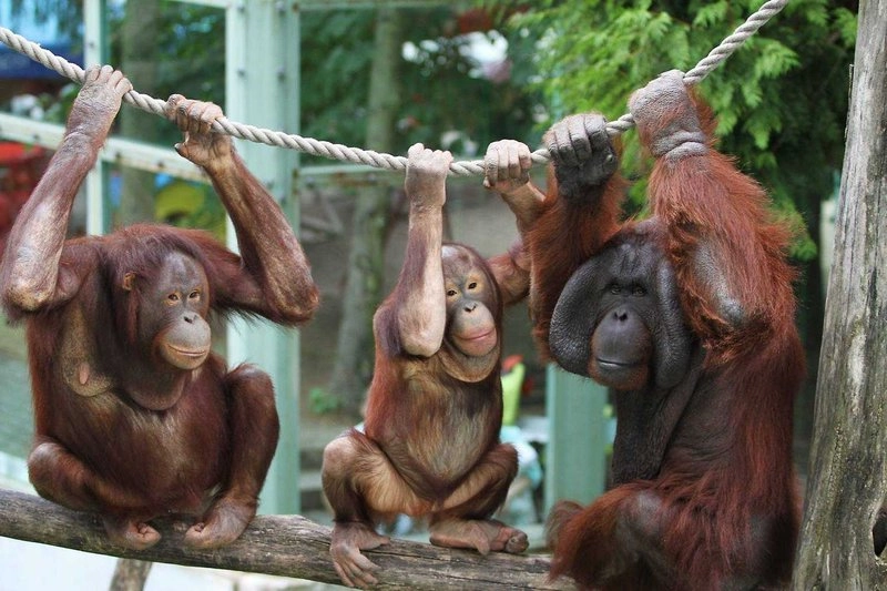 Nzoo Bojnice: Špeciálne akcie