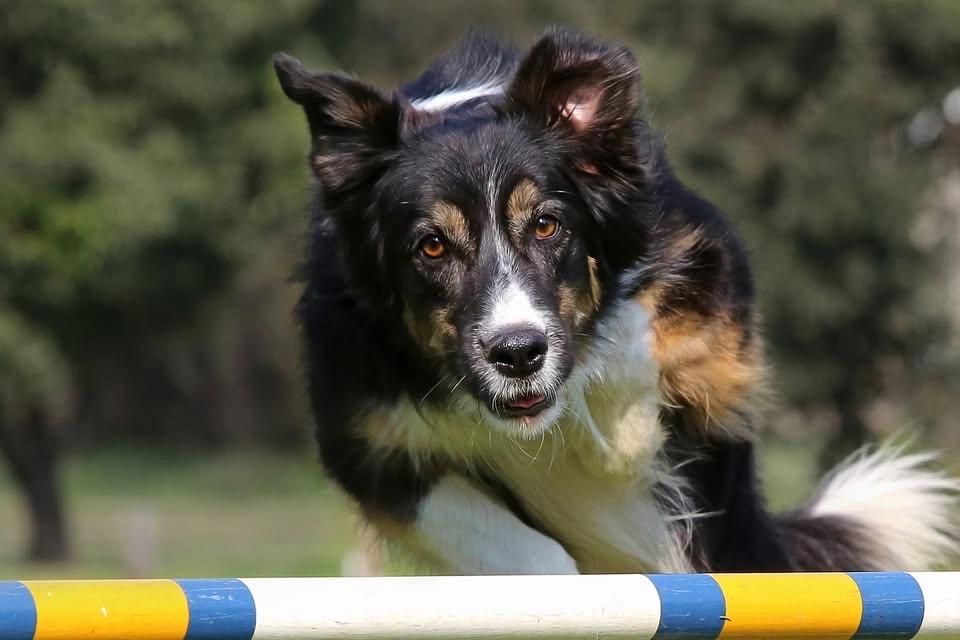 Blåbärstävling - agility