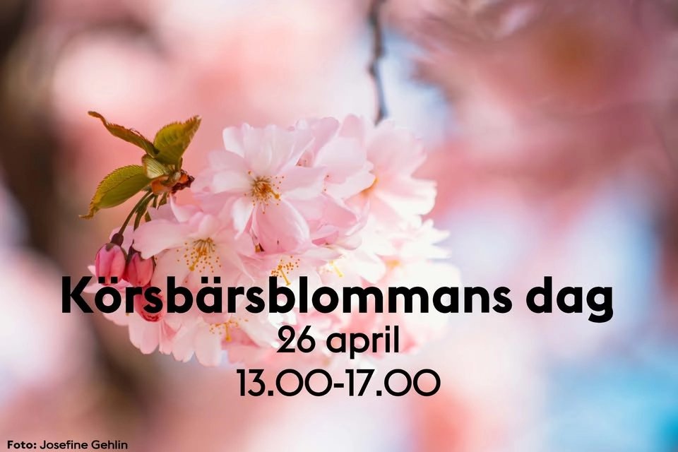 Körsbärsblommans dag 2026
