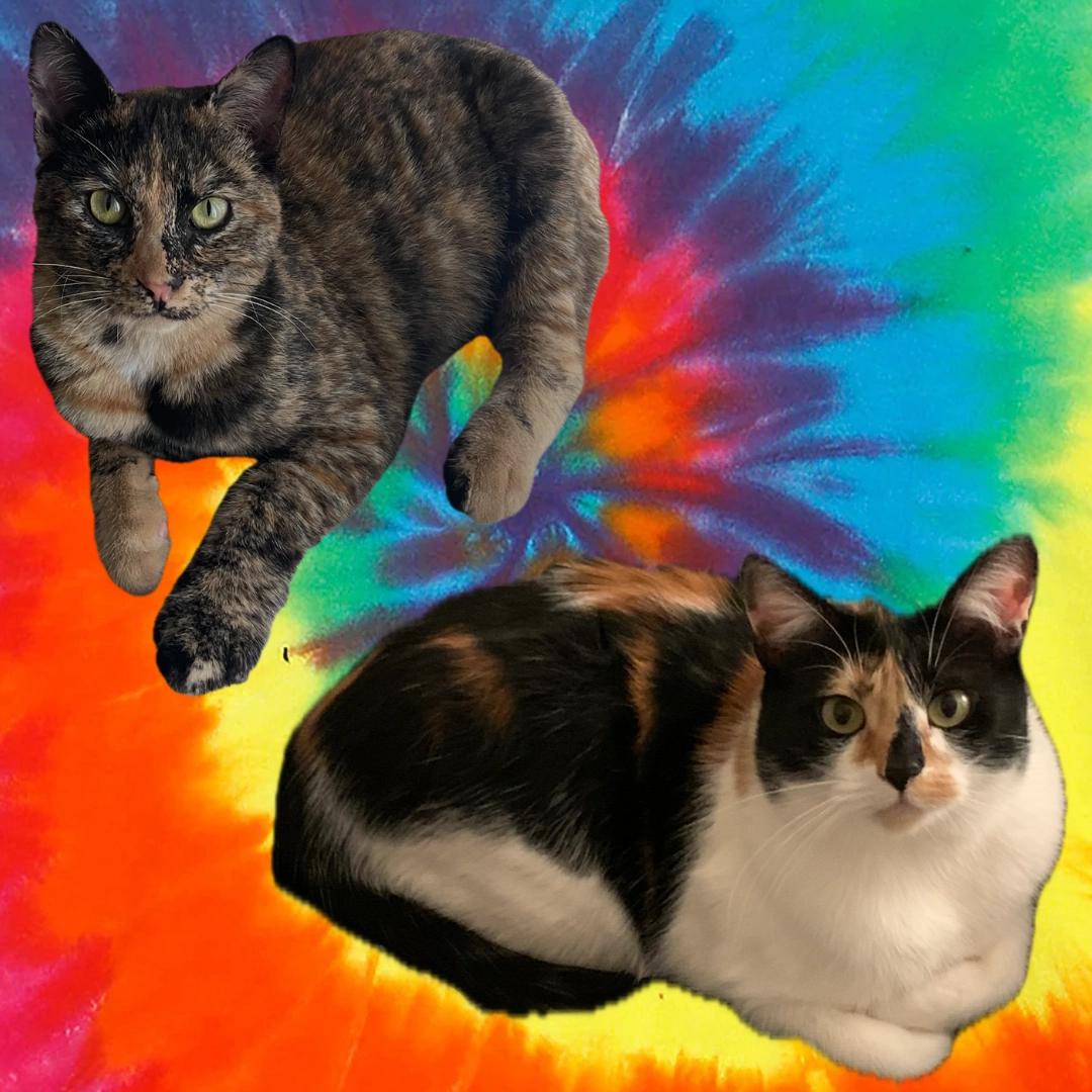 3rd annual tiedye extravaganza