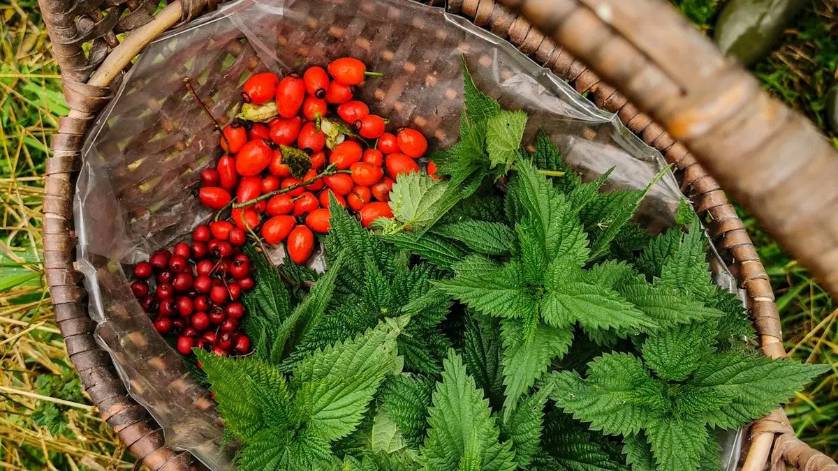 Amager fælled: Urtevandringer og sanketure