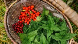 Amager fælled: Urtevandringer og sanketure