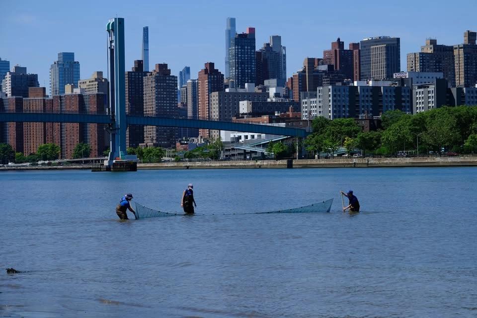 Salt Marsh Saturday: City of Water Day Seining in the Harlem River