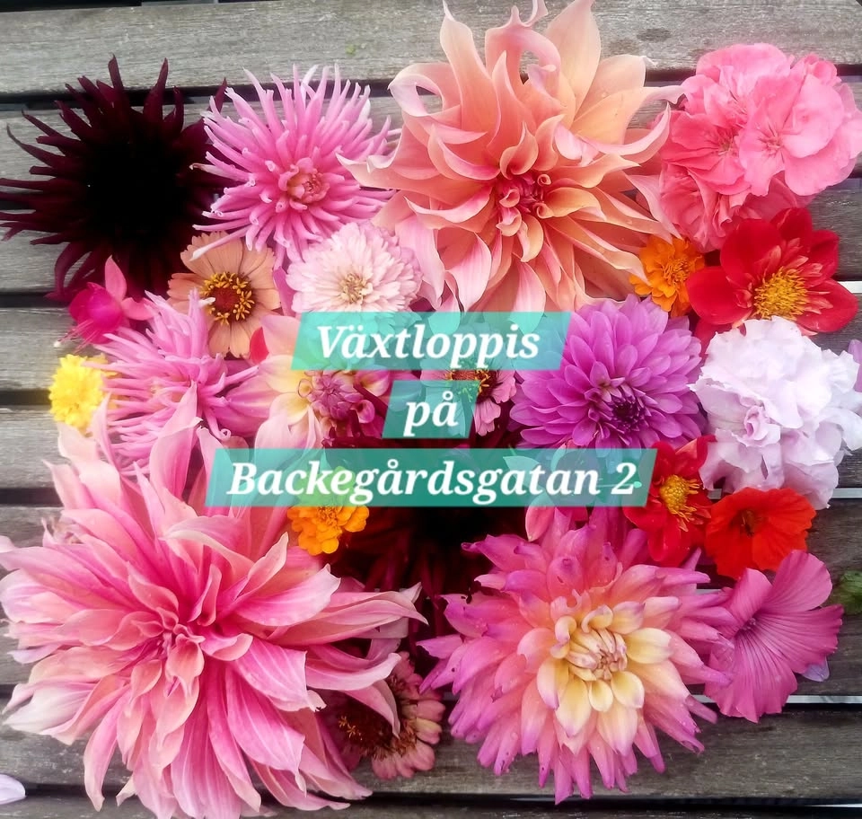 Växtloppis 🌸