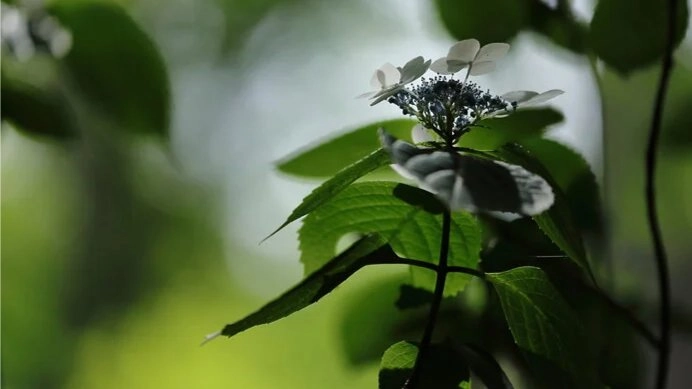 Le Dit du Genji 3 : Hahakigi première partie (lieu privé)