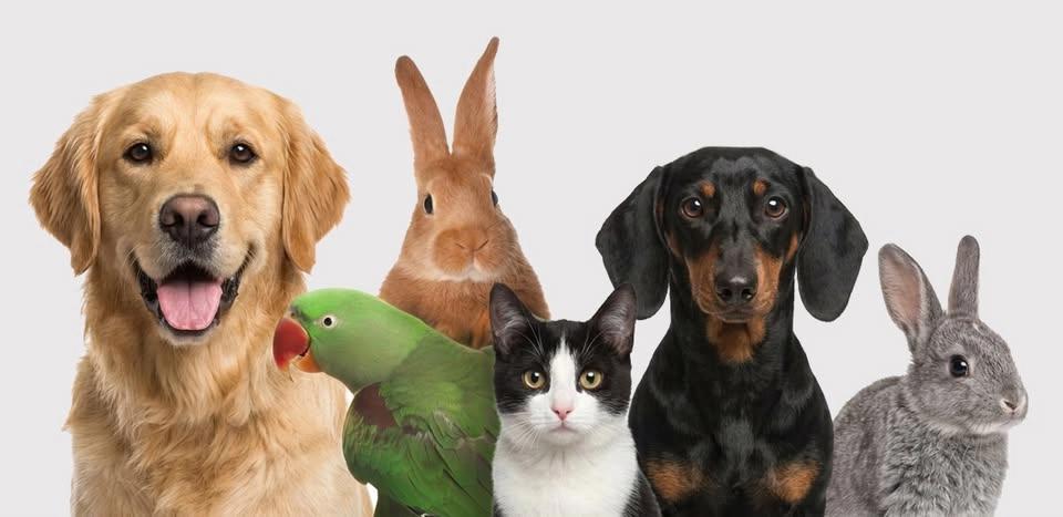 Tag der offenen Tür 🐾 Tierarztpraxis Anja Gutknecht 🏥
