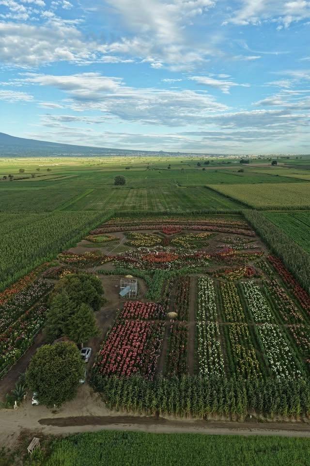 Apertura jardín de dalias caridad