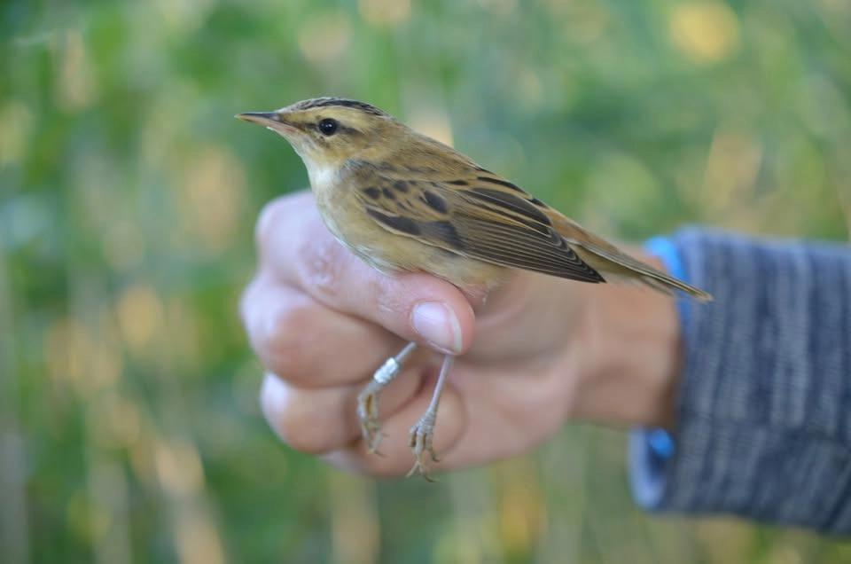 Sommarkollo på naturum Tåkern
