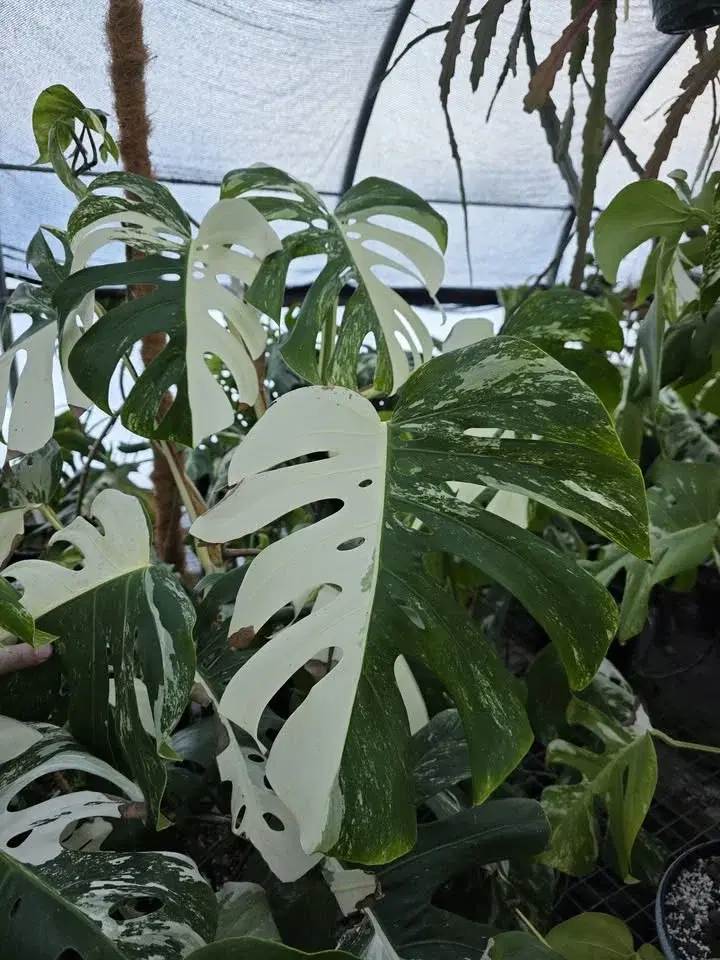 Frizzhome Live Auction