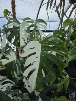 Frizzhome Live Auction