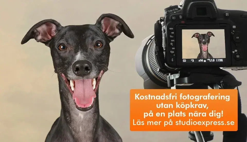 Arken Zoo Kungsholmen Västermalmsgallerian - Kostnadsfri djur-, barn- och familjefotografering