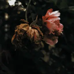 Stabat mater - Musik vid nionde timmen av G B Pergolesi.