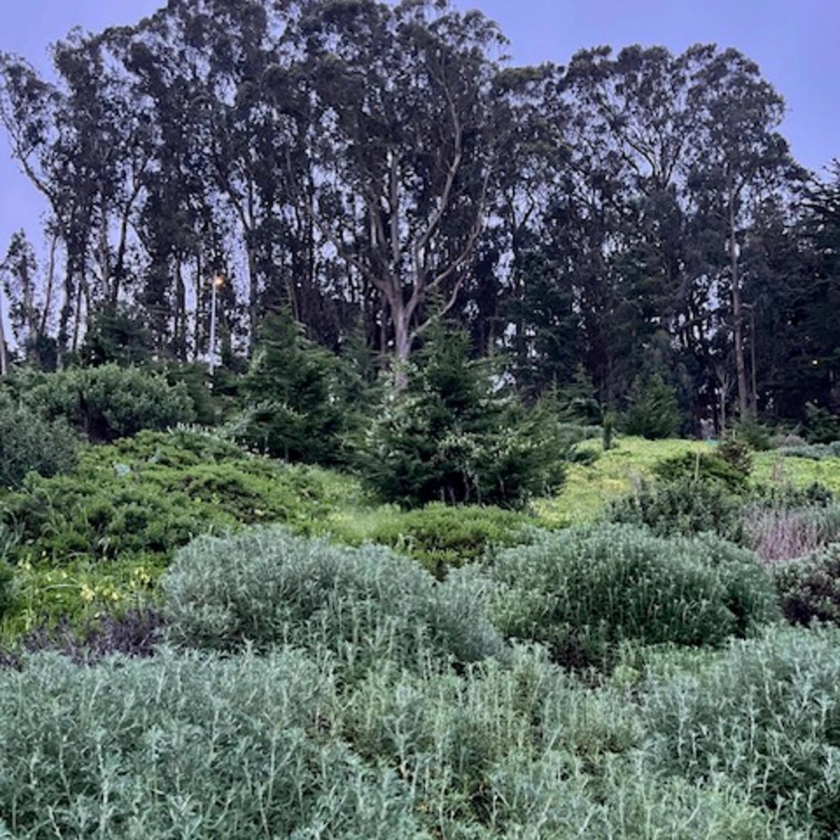 PHRA June Presidio Walk & Chat