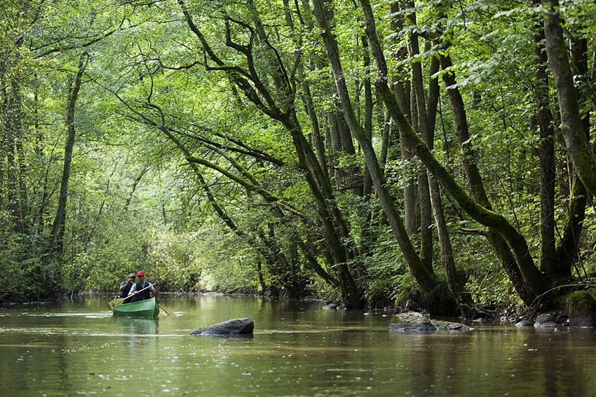 A River and Forest Nature Walk