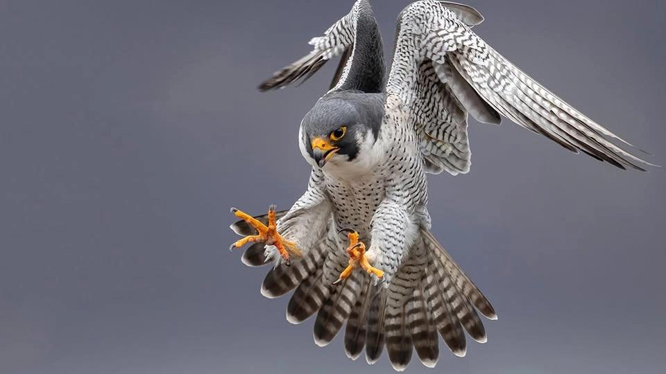Raptors Up Close