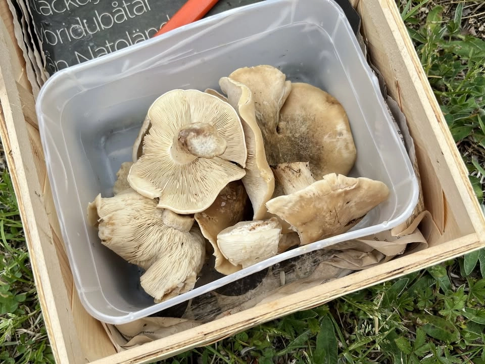 Vårmusseronutflykt - följ med ut och leta vårläckerheter!