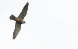 Gölja våtmark & Dragmansbosjön