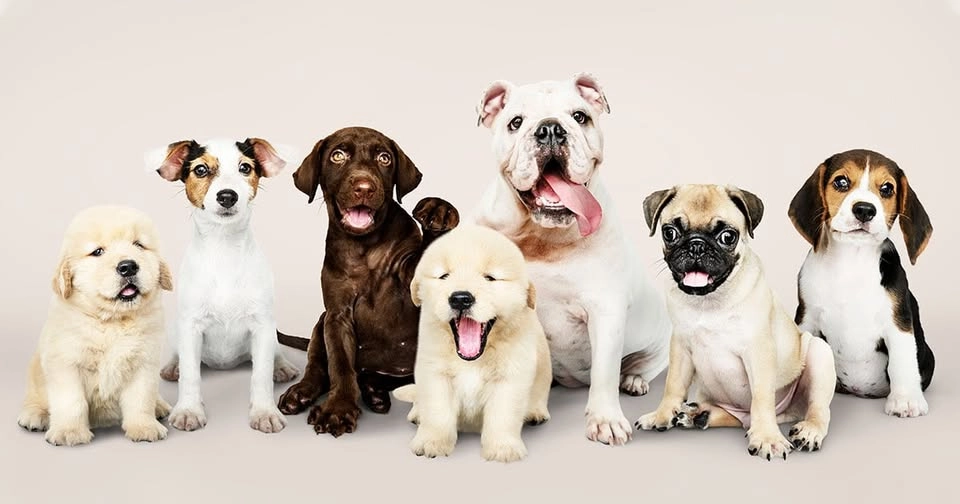 Bästa Valpen (kurs för dig och din valp)